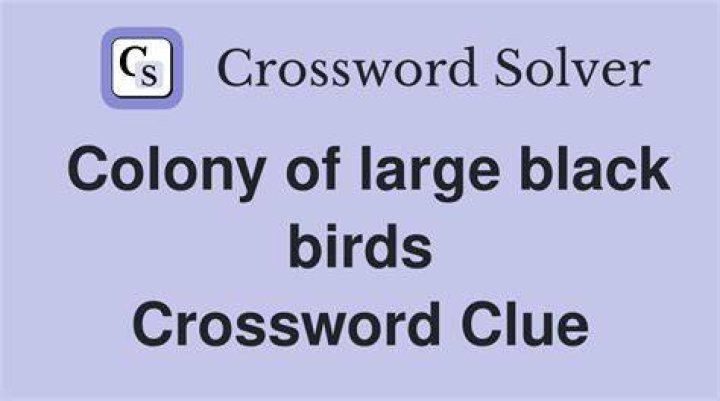 Black birds Crossword Clue