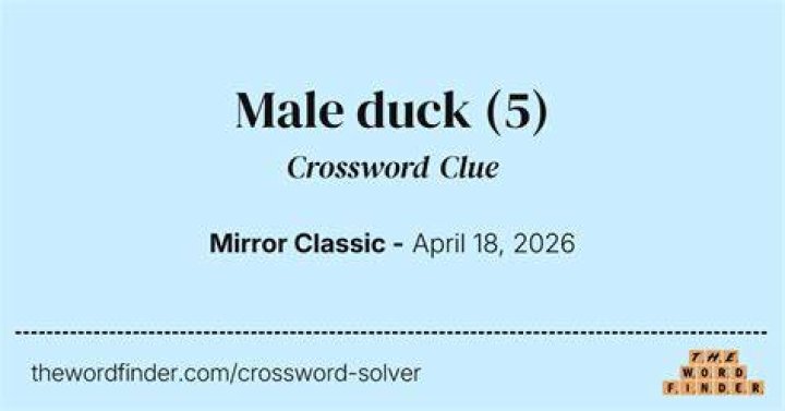 Male mallard Crossword Clue