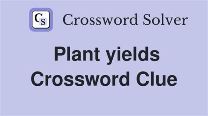 Plant that yields a salve Crossword Clue