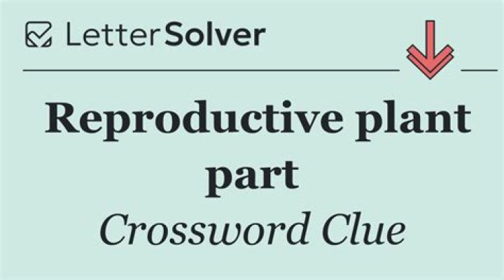 Reproductive part Crossword Clue