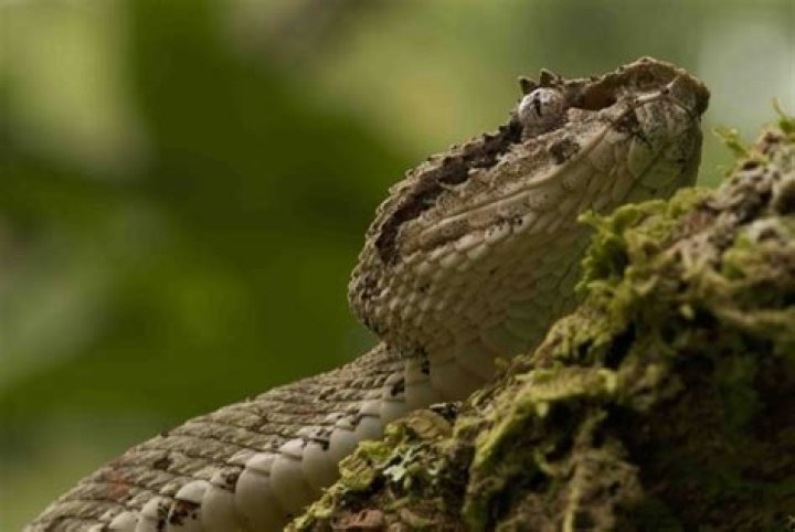 South American arboreal snake Crossword Clue